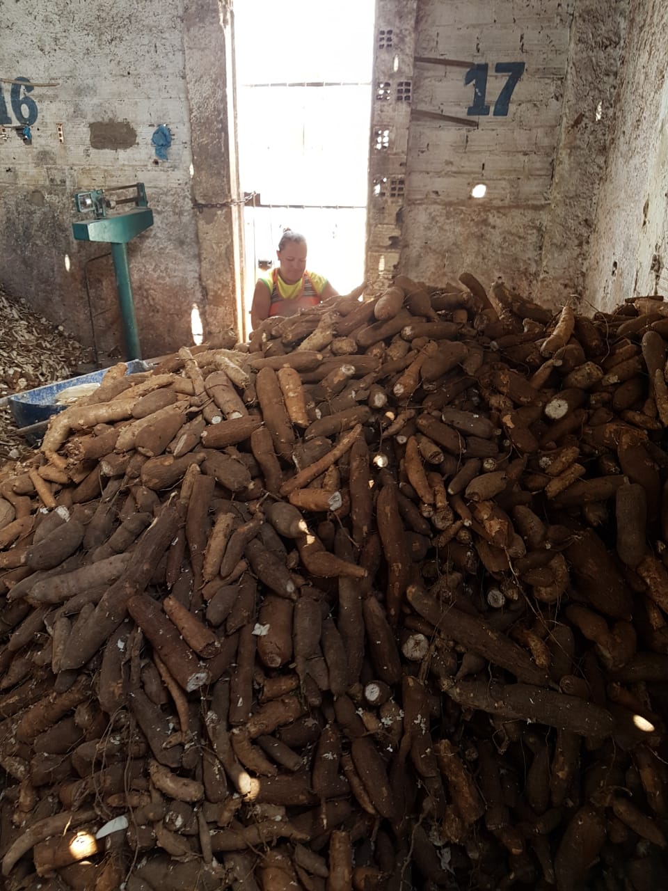 Imagem de  “Projeto incentiva a produção da farinha de mandioca em Pernambuco”