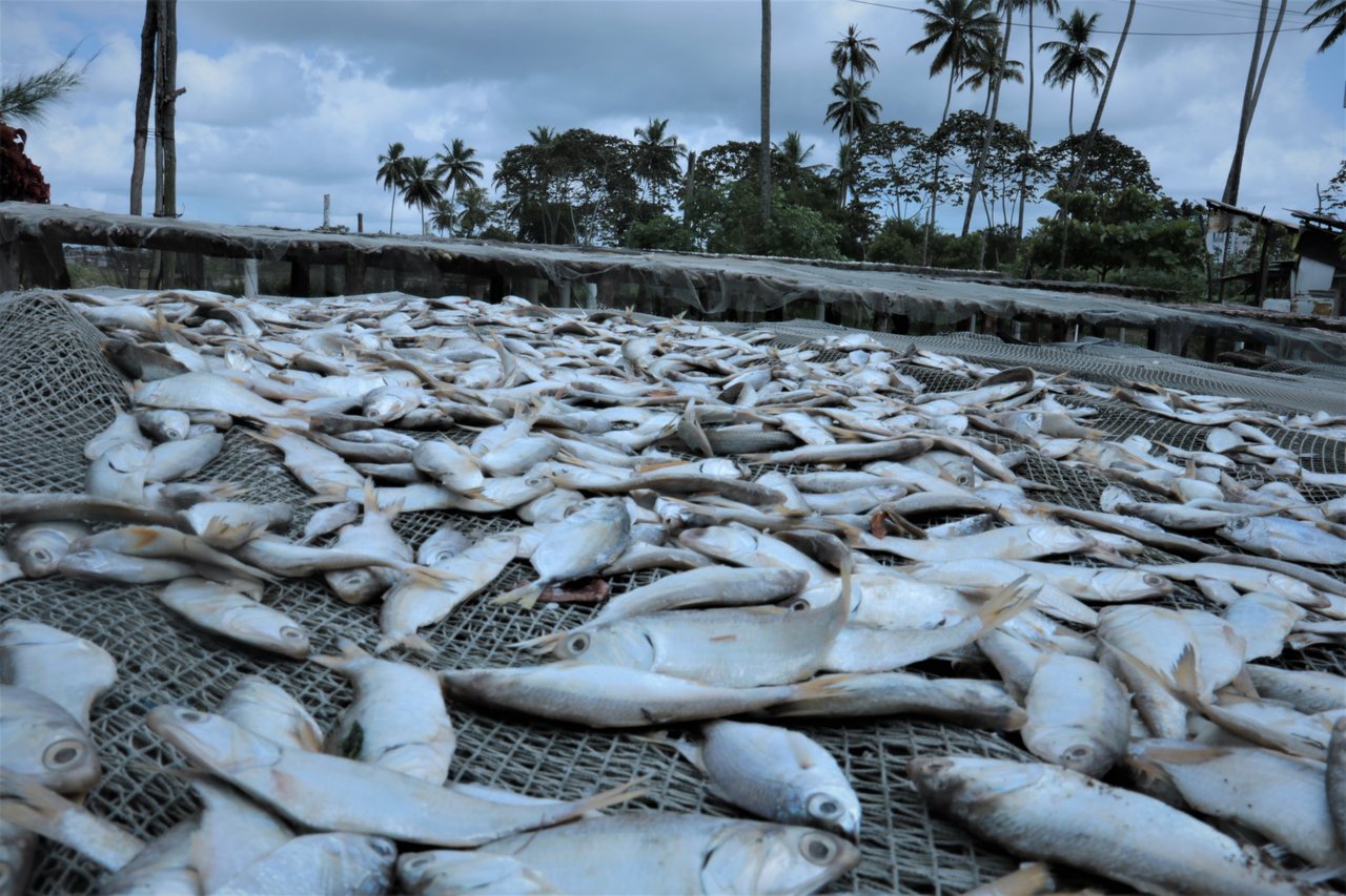 Imagem de  “Projeto inédito lança selo de qualidade para pescados em Pernambuco”