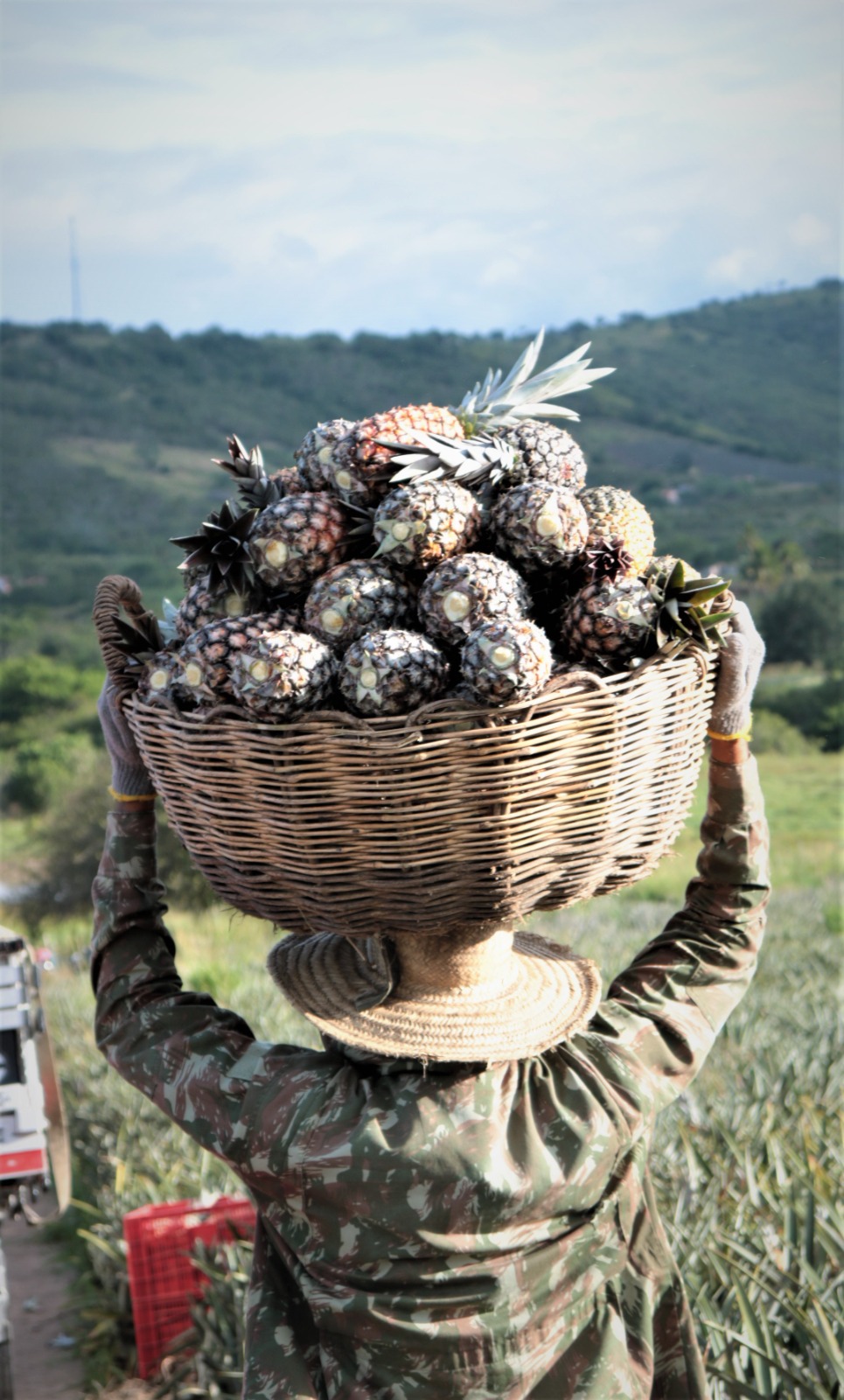 Imagem de  “ARRANJOS PRODUTIVOS// Força Local apoia arranjos produtivos em 130 municípios pernambucanos”