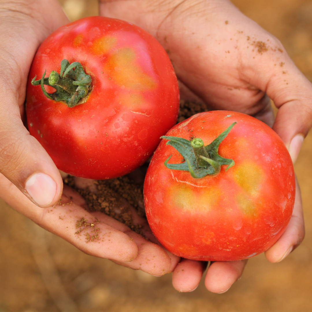 Imagem de  “Cooperativa apoiada pela Adepe irá fornecer alimentação da sede do Governo de PE”