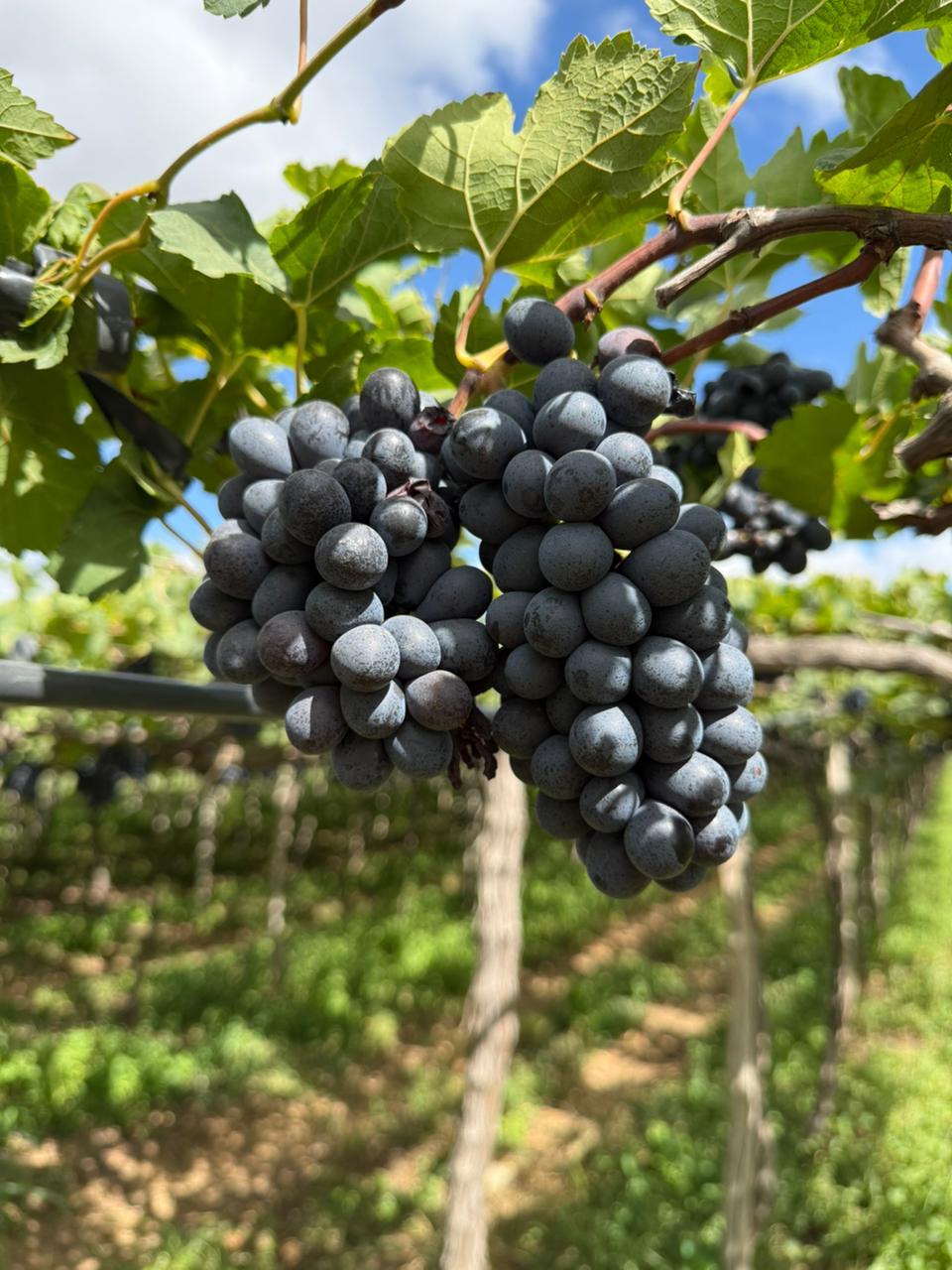 Imagem de  “Adepe marca presença no Wine Day Experience e destaca potencial da vitivinicultura pernambuca”