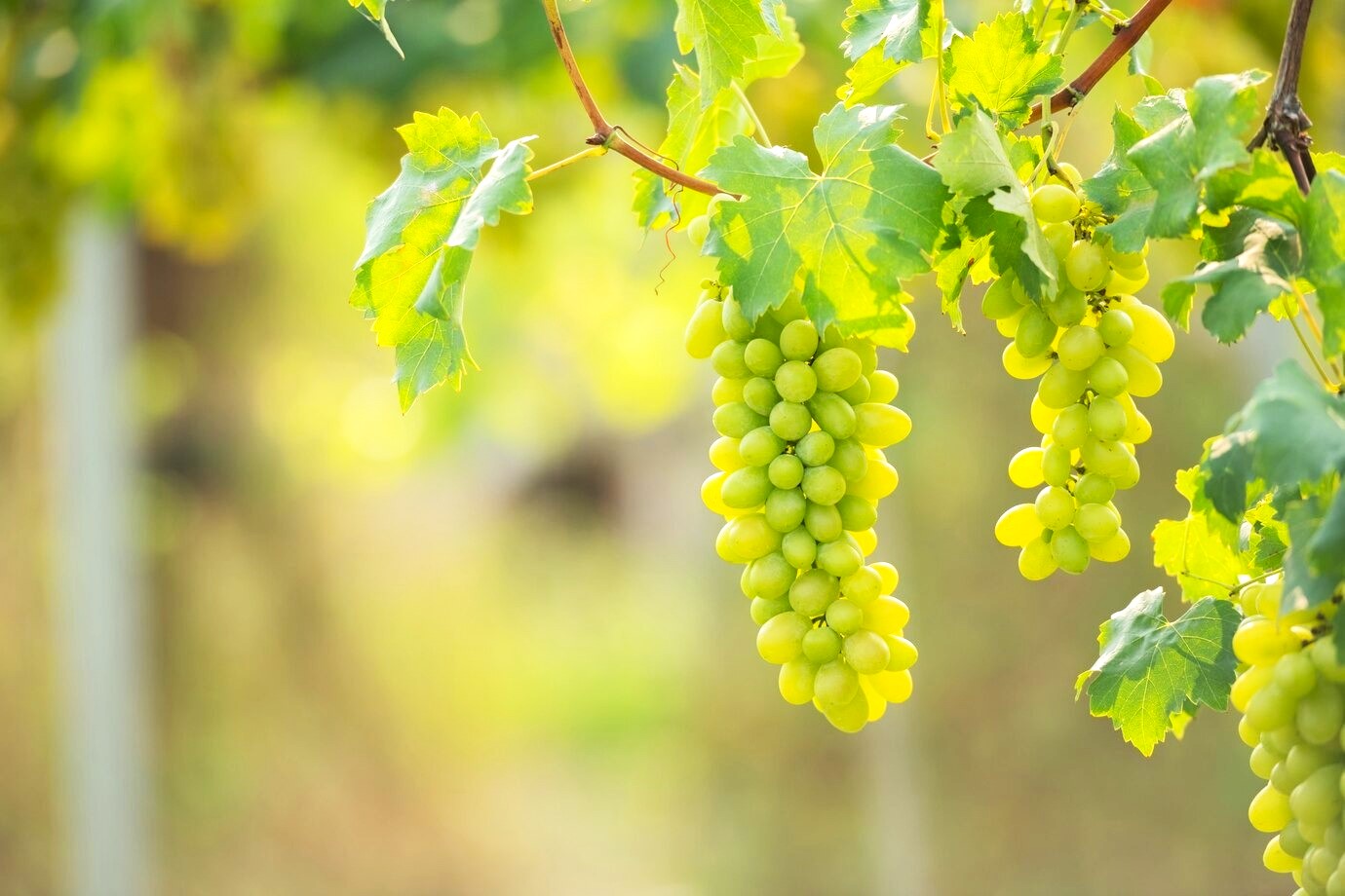 Resultados//Adepe divulga aprovados para terceiro edital do Programa PE Produz